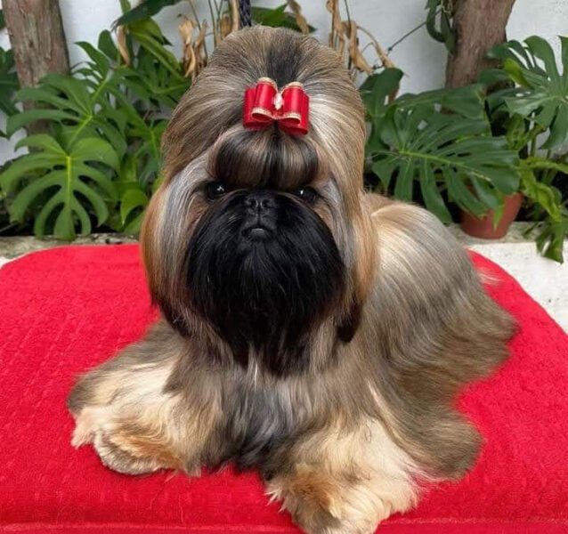 Kátia (Personal Dog)