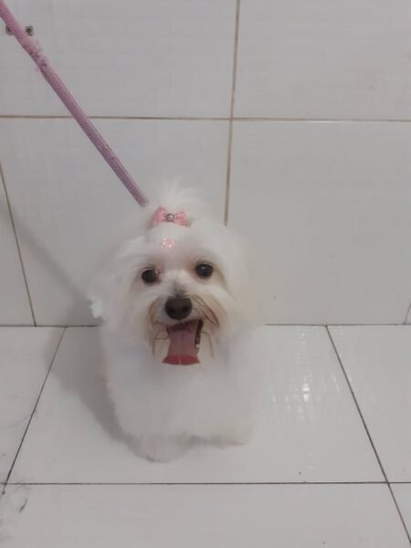 Kátia (Personal Dog)